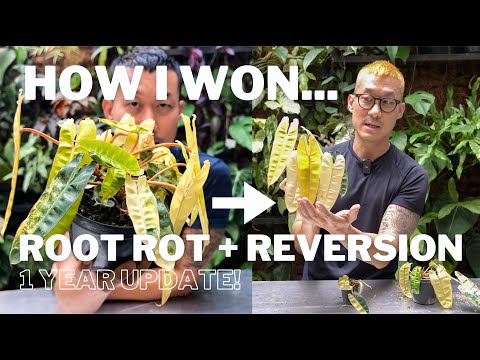 Видео: Как я преодолел корневую гниль и реверсию — ДРАМА с Philodendron Billietiae Variegata | Один год!