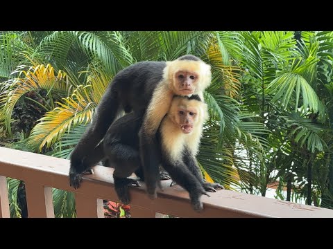 Видео: Коста-Рика: вулканы, водопады, джунгли и океан _ Costa Rica: Volcanoes, Waterfalls, Jungle & Ocean