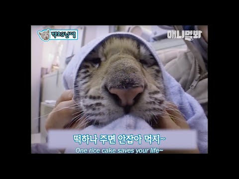 Видео: История о тигре, рожденном с братьями Белыми тиграми
