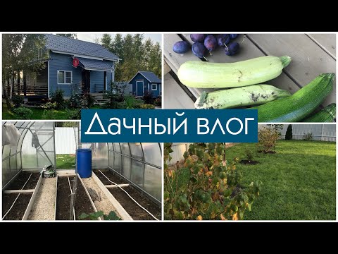 Видео: Дачный влог. Убрала всё в теплице. Пересадили кустарники./ Vlog of my life