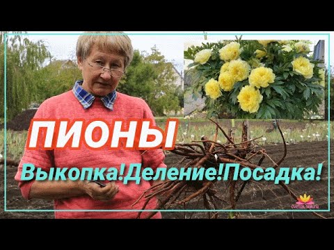 Видео: Деление и посадка пионов. Ретроспектива / Сад Ворошиловой