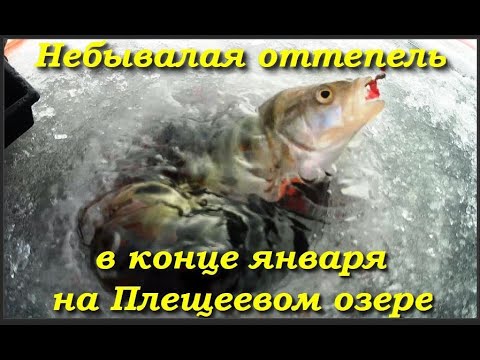 Видео: Небывалая оттепель в конце января на Плещеевом озере