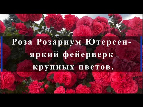 Видео: Роза Розариум Ютерсен - яркий фейерверк крупных цветов.