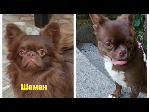 Видео: Презентация помета ❤️Артемида и Шаман 19 августа 2025 год#питомник #чихуахуа #Кастропуло #Крым 