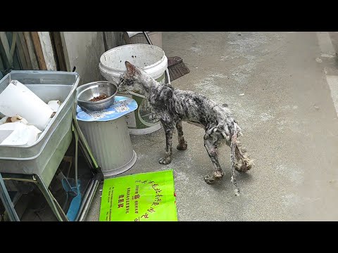 Видео: Когда я увидела кота, которого нашла мама, я испугалась, что его сдует ветром!
