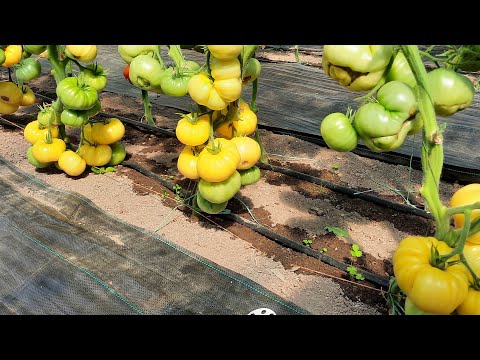 Видео: Капельный полив томатов, плюсы и минусы