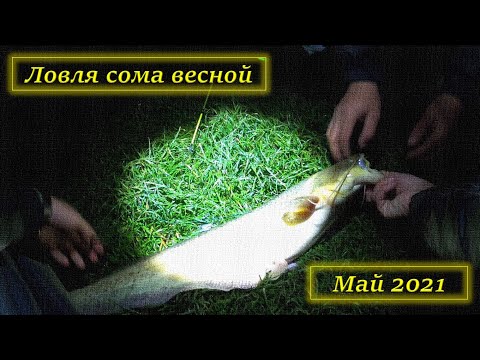 Видео: 🎣 Рыбалка на сома весной с берега #DENLife