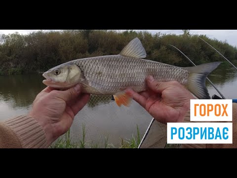 Видео: ГОРОХ + ГОРИНЬ. ЗАВЖДИ лови в КЛІПСУ ! РИБАЛКА на ФІДЕР #КомандаА #Niksol #плотва #голавль #горох