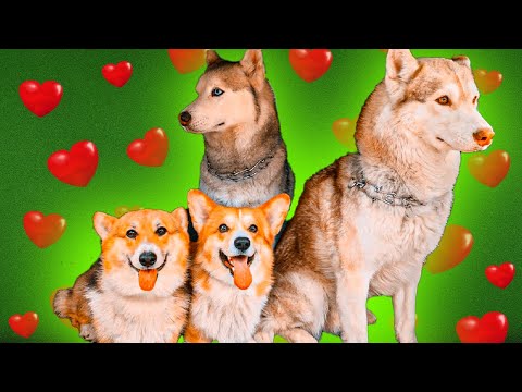 Видео: КОГО ИЗ НАС ЛЮБЯТ БОЛЬШЕ ВСЕХ? (Корги Коржик) Говорящая собака