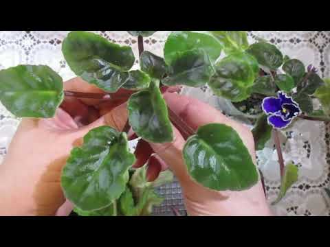 Видео: Красивая фиалка-это просто!Омоложение фиалки.Делюсь секретиками!