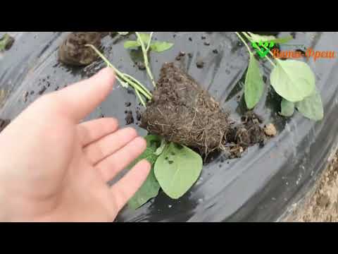 Видео: Сажаем баклажан в теплицах 01 03 2022 Вита Фреш