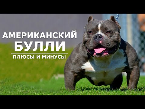 Видео: АМЕРИКАНСКИЙ БУЛЛИ. Плюсы и минусы амбулли AMERICAN BULLY