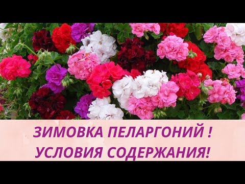 Видео: ЗИМОВКА МОИХ ПЕЛАРГОНИЙ! ОБЗОР СЕЯНЦЕВ.ОБЗОР УКОРЕНИВШИХСЯ ЧЕРЕНКОВ.ЗИМНЕЕ СОДЕРЖАНИЕ РАСТЕНИЙ.