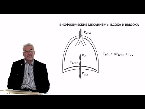 Видео: Евсеев А.В. Нормальная физиология. Лекция №21. Внешнее дыхание. Сурфактант. Лёгочные объёмы. 2024