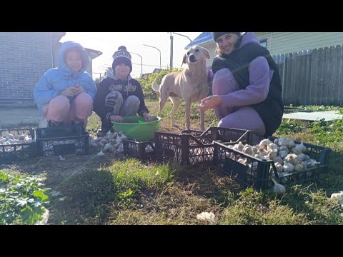 Видео: САЖАЕМ ЧЕСНОК!УТЕПЛИЛИ ПРИСТРОЙКИ!ГРУНТУЕМ СТЕНЫ,ПРОВЕЛИ ПРОВОДКУ!