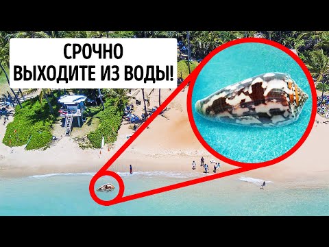 Видео: Если вы увидите эту улитку, медленно отступайте