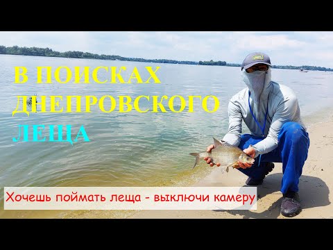 Видео: В поисках Днепровского леща. Хочешь поймать леща - выключи камеру.