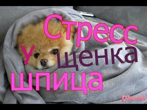 Видео: Стресс у щенка шпица, первые дни в семье.