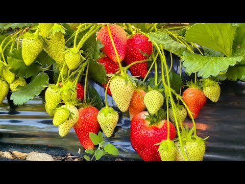 Видео: клери, купчиха, Альба, лия сахарная, размер и количество ягод на кусту