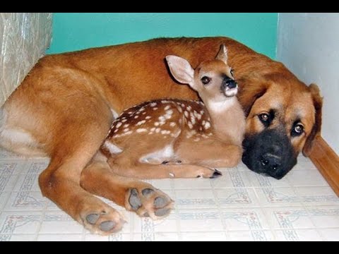 Видео: 🐕 Самое смешное видео  с собаками, кошками и котятами! 🐈 Смех продлевает жизнь! 😺