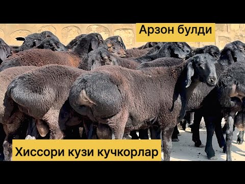 Видео: Хиссори кузи кучкорлар! 701250393☎️ 976059393☎️