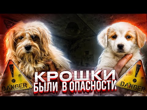 Видео: Два  чудесных создания были на том же месте, где нашли собаку с отстреленными лапами🥺|  Happy end🥰