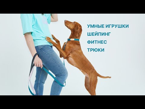 Видео: Как развлечь собаку дома | ШЕЙПИНГ, ФИТНЕС, ТРЮКИ, УМНЫЕ ИГРУШКИ