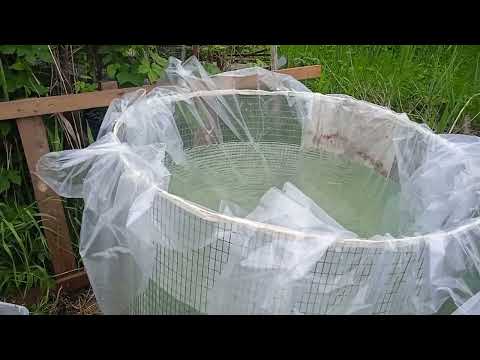 Видео: дешёвый бассейн или ëмкасть. корм для дафнии и артемии.