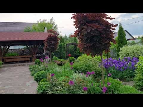 Видео: Прогулка по саду.  Луки и Ирисы- плюсы и минусы растений.