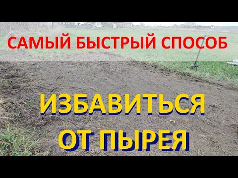 Видео: ИЗБАВИТЬСЯ ОТ ПЫРЕЯ - САМЫЙ БЫСТРЫЙ СПОСОБ