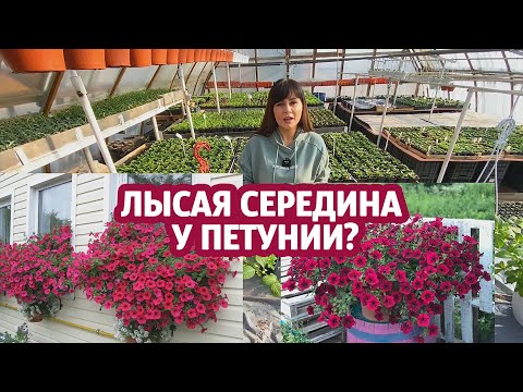 Видео: Лысая середина у ампельной и каскадной петунии?