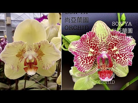 Видео: ЗАДОХНУЛИСЬ у этой ОРХИДЕИ КОРНИ спасаем орхидею после пересадки