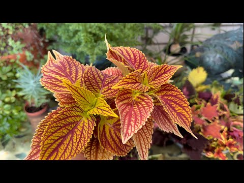 Видео: Как вырастить Колеус из черенка / Посылка от селекционера / Garden Coleus