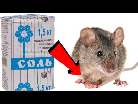 Видео: Как избавиться от мышей За 3 Секунды.