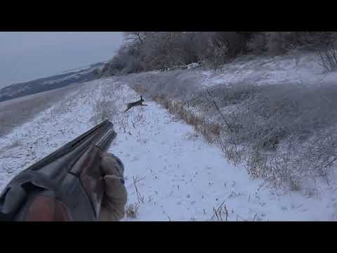 Видео: хрустальный заяц