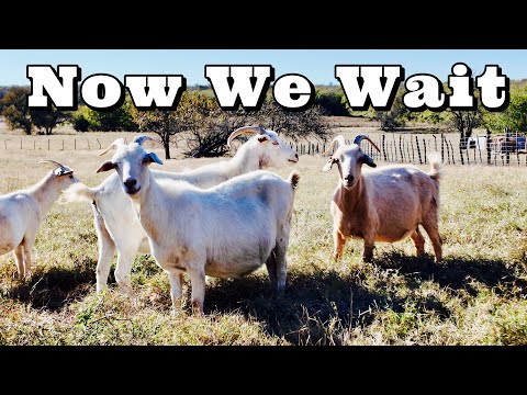 Видео: Сезон размножения завершен. Теперь нам остается только ждать!