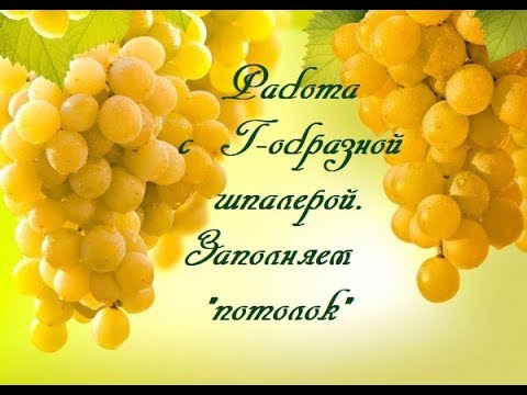 Видео: Работа с Г-образной шпалерой. Заполняем потолок.