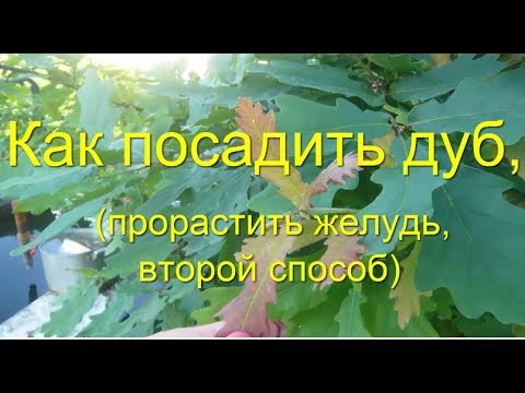 Видео: Как посадить Дуб все секреты посадки 2 вариант how to plant acorn  Саженцы дуба oak planting oak