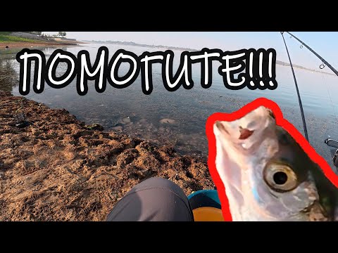 Видео: Ташморе 6 сентября 2025