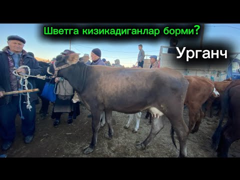 Видео: 55 МЛН ГА СИГИР КУРГАНМИСИЗ ХОРАЗМ МОЛ БОЗОРИ СИГИР НАРХЛАРИ 05.10.2025