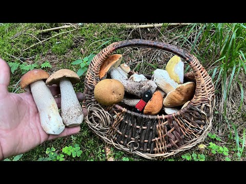 Видео: ВЕСЬ ДЕНЬ МОТАЮСЬ ПО ЕЛЬНИКАМ И ГРИБЫ ЕСТЬ ! Грибы 2025 !