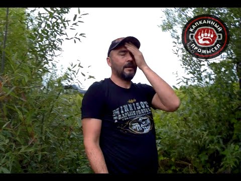 Видео: Бобр | Проверка приманки Beaver #1 | КРАХ |"Живоловушка" | 24.08.19