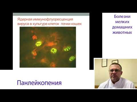 Видео: Панлейкопения Кошек (Этиология, Патогенез, Эпизоотология, Симптомы, Лечение, Вакцинация)
