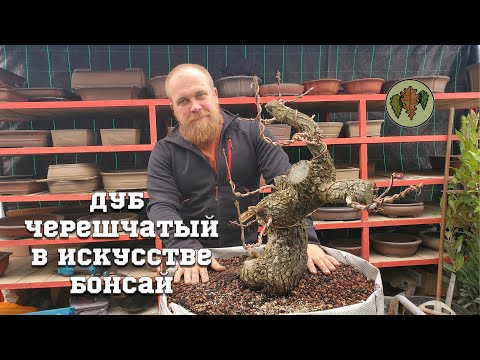 Видео: Дуб черешчатый в искусстве бонсай @Studio.Bonsai