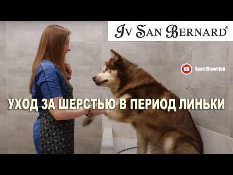 Видео: Маламут в линьке. Уход за шерстью косметикой IV SAN BERNARD