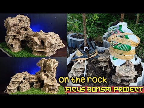 Видео: Сделай сам фальшивый рок |  начиная с каменного фикуса бонсай