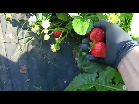 Видео: Немного про реализацию ягоды и полив