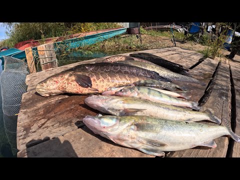 Видео: Осенний выезд на Рыбалку в Дельту РЕКИ ИЛИ. Закрытие сезона 3 часть.