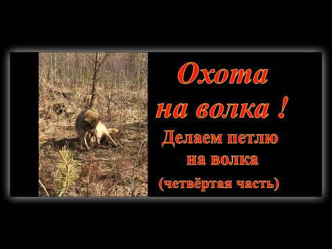 Видео: Охота на волков. Как сделать петлю на волка. 4-я часть.