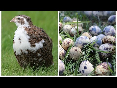 Видео: Бөдене жұмыртқасының ағзаға пайдасы